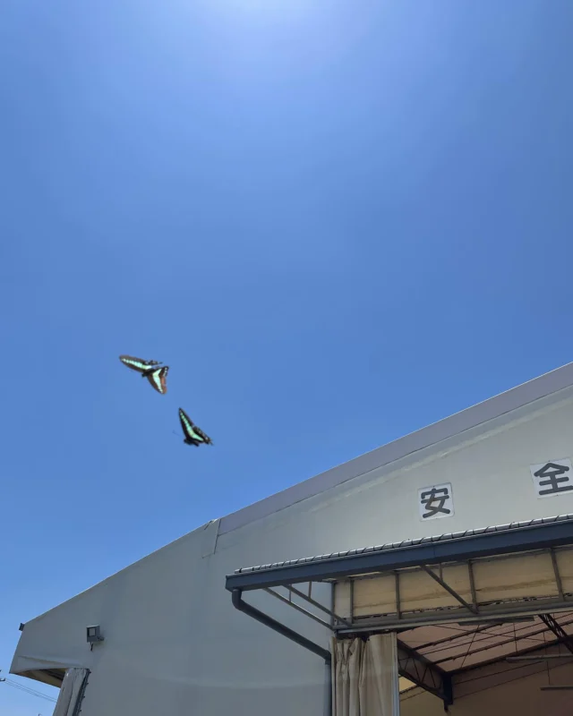 みなさんこんにちは🌼
もう7月も終わりですね〜
暑すぎて8月やっていけるかわかりません…笑

そんなみなさんに、この前私が少しほのぼのとしたお話をご紹介します🫧

ふと外に出たら、２匹の蝶々が仲良く寄り添って飛んでいました🦋
あまり見ない光景だったので思いがけず追いかけながら写真を撮ってしまいました🤳笑
なんだか心がほっこりしますよね☺️

そんな小さな光景にちょっとだけ癒されました🍀
深呼吸して、肩の力を抜いて、明日から始まる8月も頑張っていきましょう🧸
暑すぎる毎日の中にも、みなさんが笑顔になれる瞬間がありますように😌

#三重#三重トルキ#三重執鬼#三重執鬼株式会社#みえ#みえとるき#トルキ#鈴鹿市#鈴鹿#三重県鈴鹿#運送#運送業#トラック#ドライバー#倉庫#倉庫業#サステナブル#サステナブル経営#サステナブル経営アワード#sdgs
